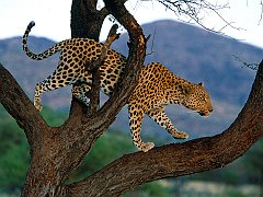 Scouting Dinner, Leopard, Africa